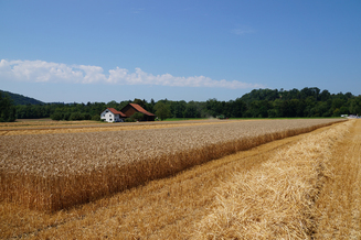 Hirt Agro, Andelfingen - Weizenernte