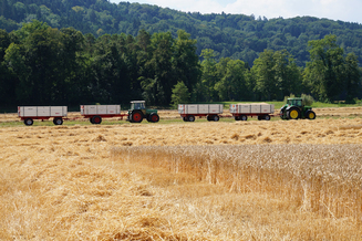 Hirt Agro, Andelfingen - Weizenernte